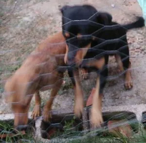 Cachorro raça  idade  nome Sem nome
