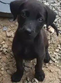 Cachorro raça Labrador mestiço  idade 2 a 6 meses nome Não tem 