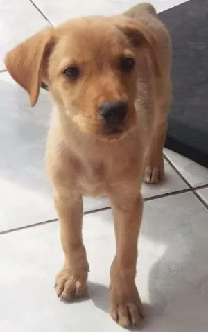 Cachorro raça Labrador mestiço  idade 2 a 6 meses nome Não tem 