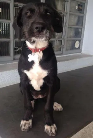 Cachorro raça SRD idade 2 a 6 meses nome Angel