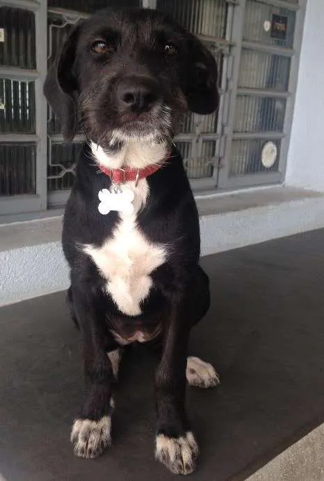 Cachorro ra a SRD idade 2 a 6 meses nome Angel