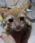 Milu