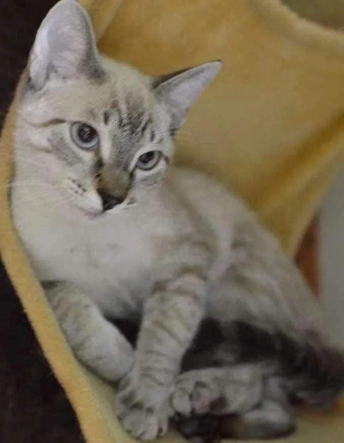Gato ra a Siamês idade 2 a 6 meses nome Bono