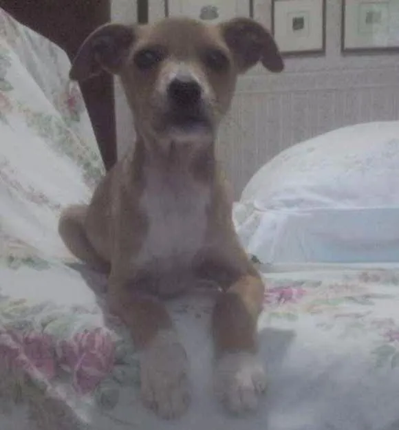 Cachorro ra a SRD idade 2 a 6 meses nome Diana