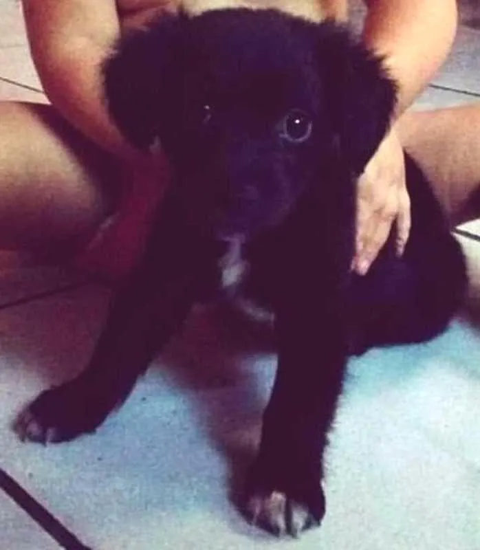 Cachorro raça SRD idade 2 a 6 meses nome Apollo