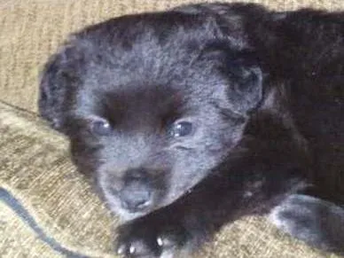 Cachorro ra a Chow Chow x Poodle toy idade Abaixo de 2 meses nome Luna