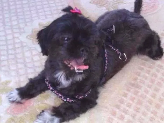 Cachorro ra a Lhasa apso idade 5 anos nome Layka