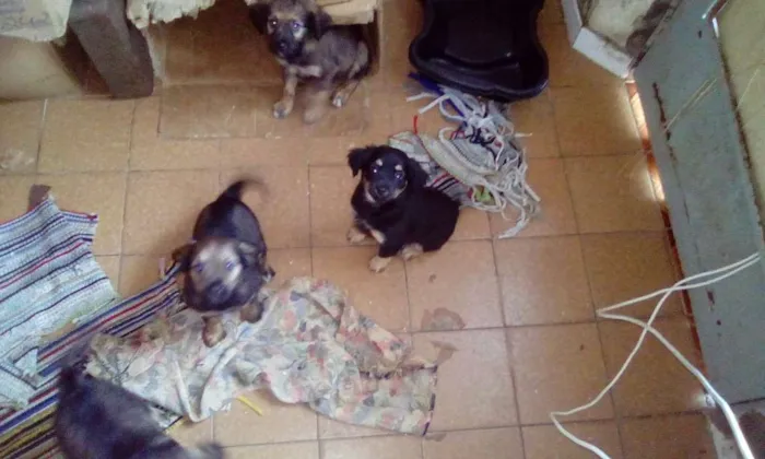Cachorro ra a vira lata idade 2 a 6 meses nome Corre fera