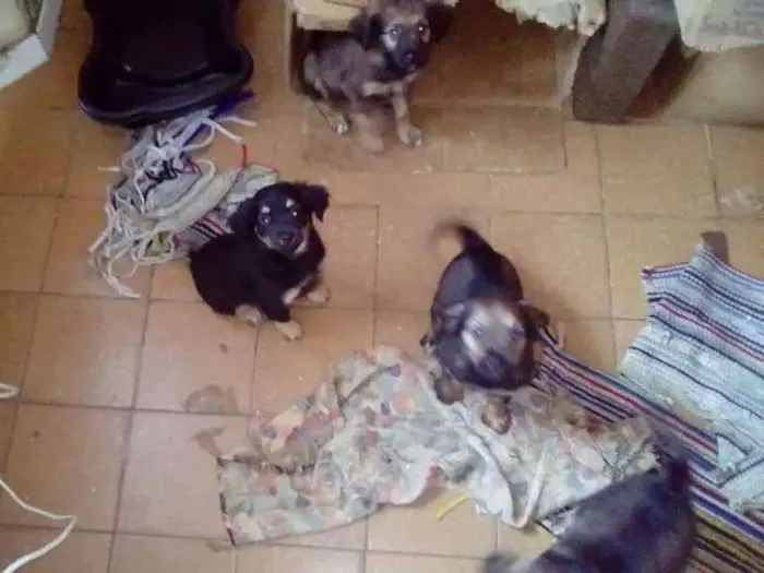 Cachorro ra a vira lata idade 2 a 6 meses nome Corre fera