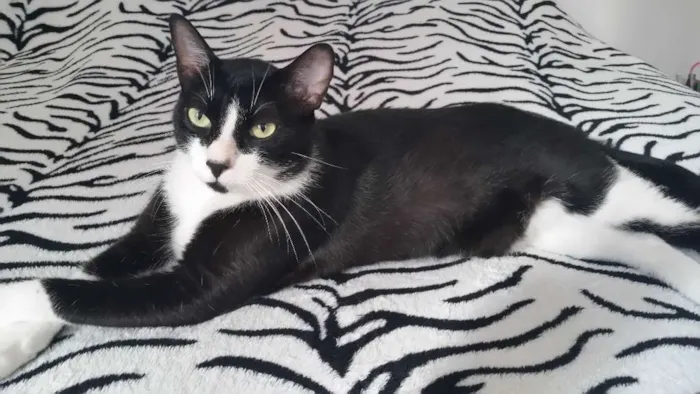 Gato raça De rua idade 3 anos nome Menininho