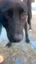 Negão