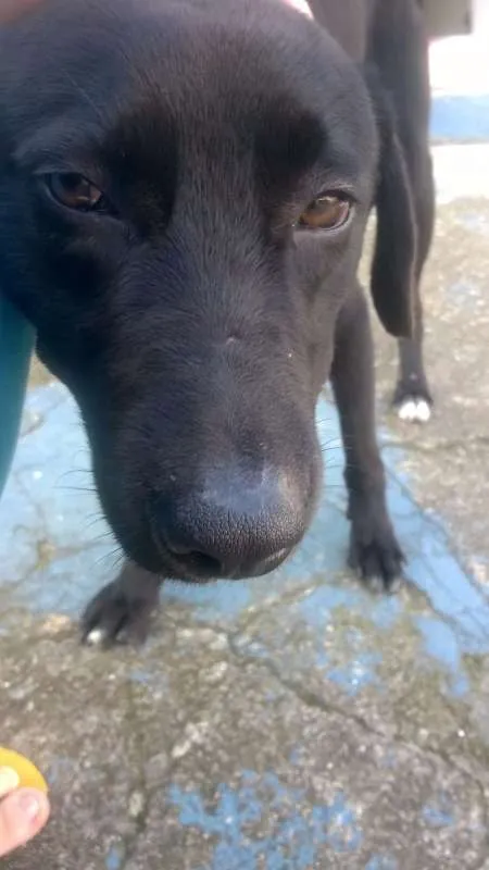 Cachorro ra a Labrador/Mestiço idade 1 ano nome Negão