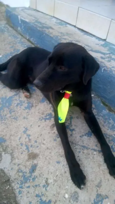 Cachorro ra a Labrador/Mestiço idade 1 ano nome Negão