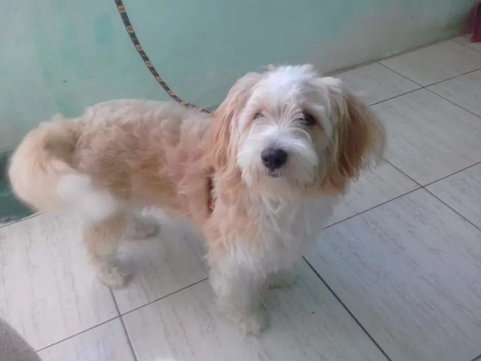 Cachorro raça Não sei ao certo idade 1 ano nome Spike