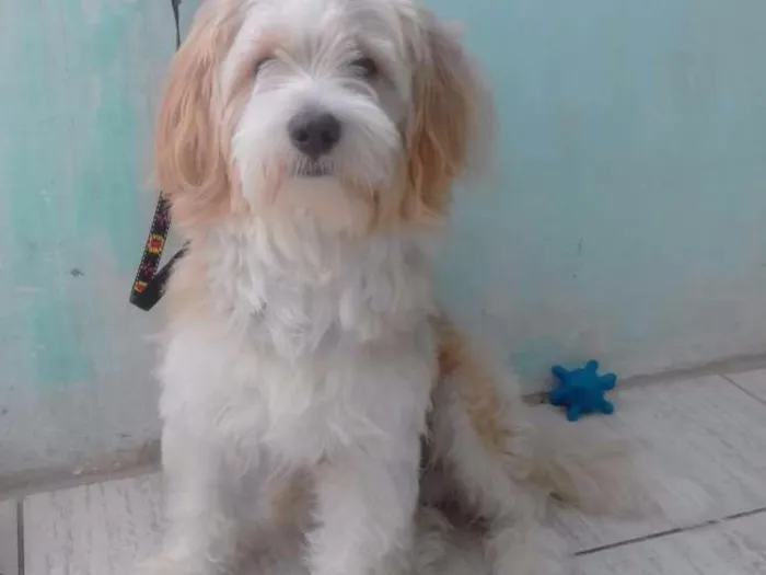 Cachorro raça Não sei ao certo idade 1 ano nome Spike