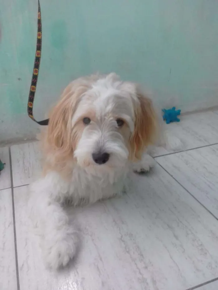 Cachorro raça Não sei ao certo idade 1 ano nome Spike
