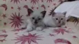 adelaide, ciro, nick
