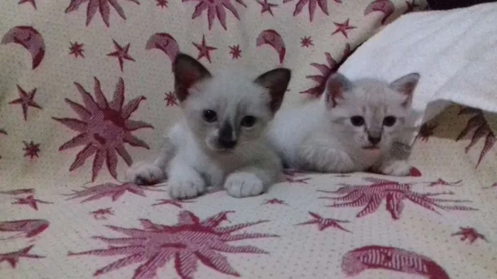 Gato raça misturada idade 2 a 6 meses nome adelaide, ciro, nick