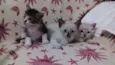 adelaide, ciro, nick