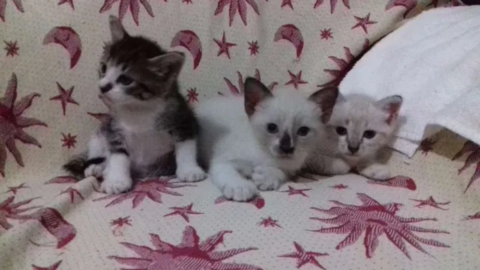 Gato raça misturada idade 2 a 6 meses nome adelaide, ciro, nick