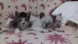 adelaide, ciro, nick