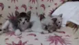adelaide, ciro, nick