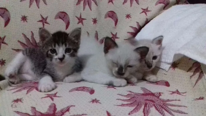 Gato raça misturada idade 2 a 6 meses nome adelaide, ciro, nick