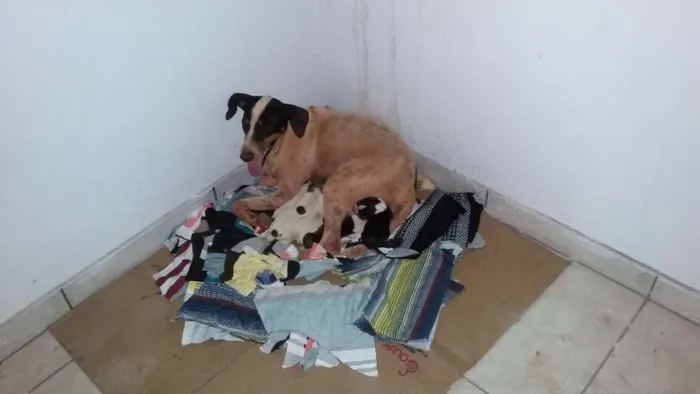 Cachorro ra a VIRA LATA idade Abaixo de 2 meses nome Sem Nome