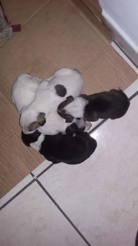 Cachorro ra a VIRA LATA idade Abaixo de 2 meses nome Sem Nome