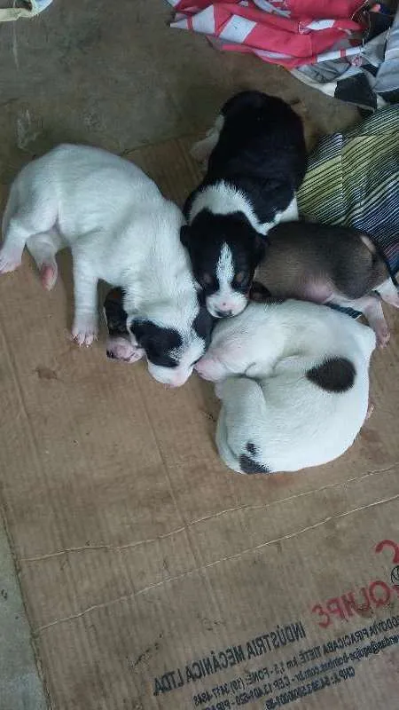 Cachorro ra a VIRA LATA idade Abaixo de 2 meses nome Sem Nome