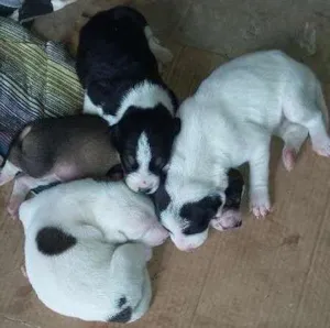 Cachorro raça VIRA LATA idade Abaixo de 2 meses nome Sem Nome