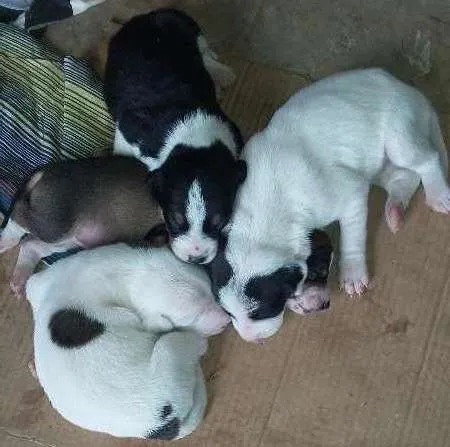 Cachorro ra a VIRA LATA idade Abaixo de 2 meses nome Sem Nome