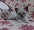 adelaide, ciro, nick