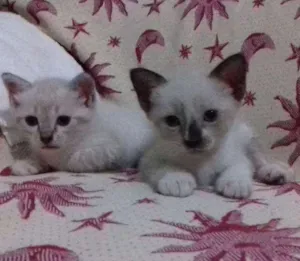 Gato raça misturada idade 2 a 6 meses nome adelaide, ciro, nick