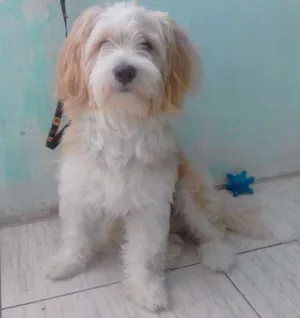 Cachorro raça Não sei ao certo idade 1 ano nome Spike