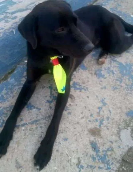 Cachorro ra a Labrador/Mestiço idade 1 ano nome Negão