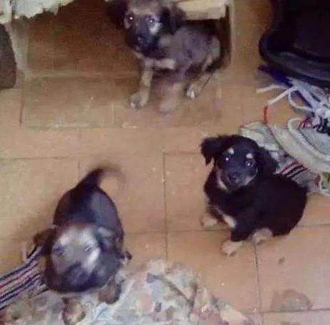 Cachorro ra a vira lata idade 2 a 6 meses nome Corre fera