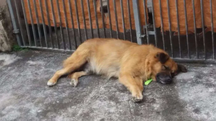Cachorro raça Sem raça  idade 6 ou mais anos nome SEM NOME