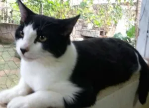 Gato raça SRD idade 2 a 6 meses nome Nhonho