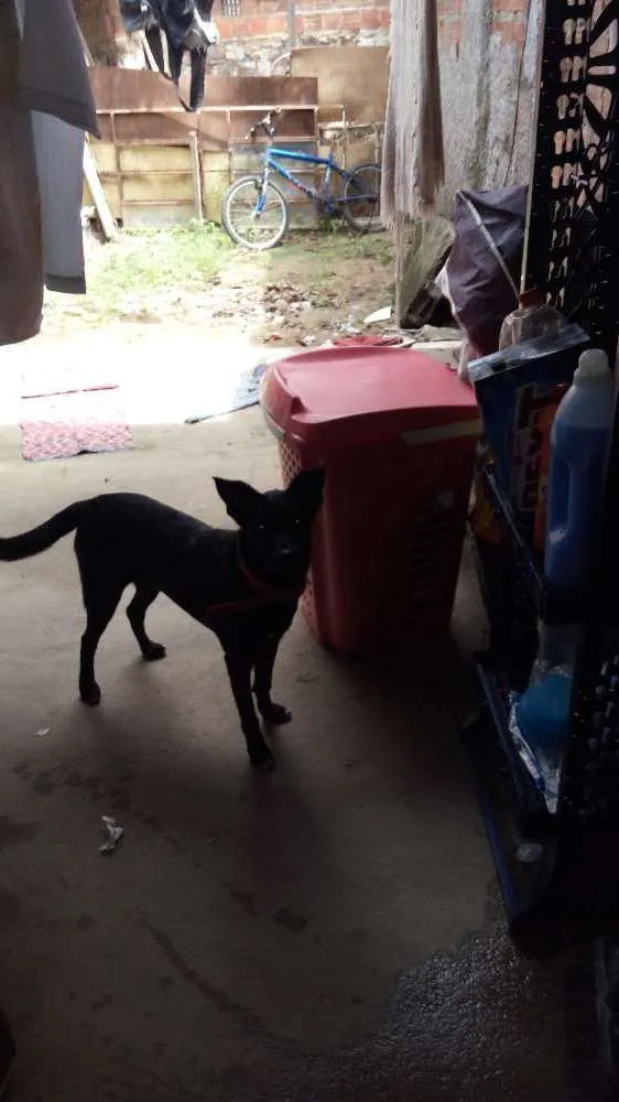 Cachorro raça Mestiça idade 2 a 6 meses nome Babi