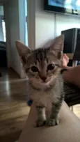 Sofia