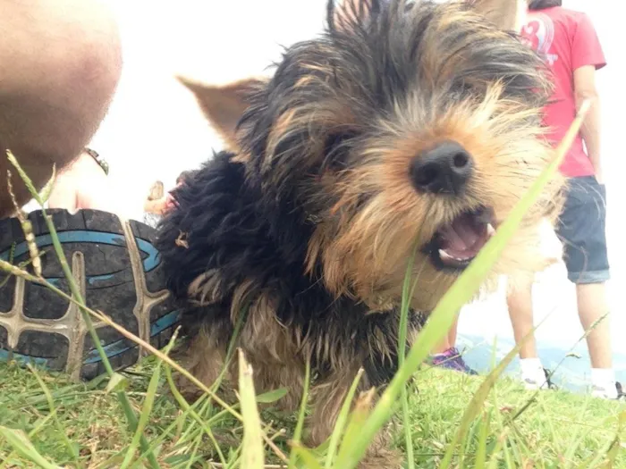 Cachorro raça Yorkshire idade 2 a 6 meses nome Jack