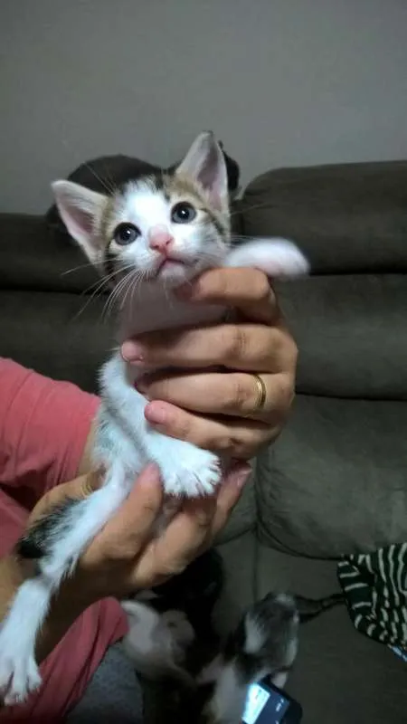 Gato ra a SRD idade Abaixo de 2 meses nome Zoiudinho