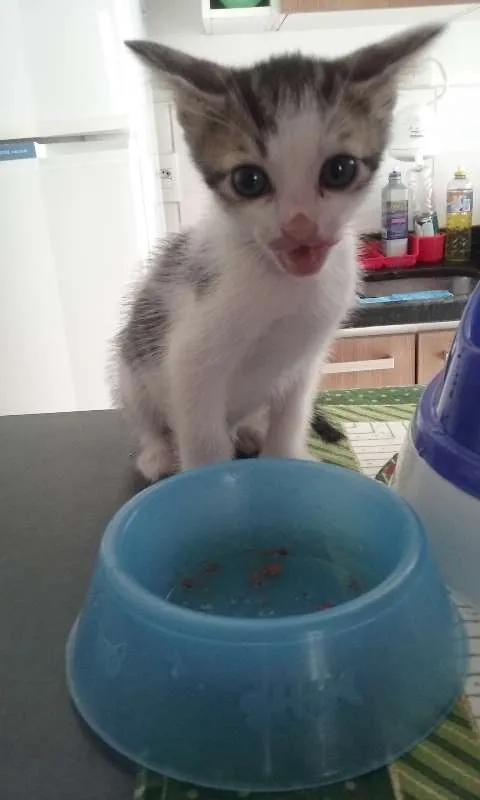 Gato ra a SRD idade Abaixo de 2 meses nome Zoiudinho