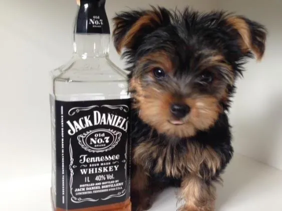 Cachorro raça Yorkshire idade 2 a 6 meses nome Jack