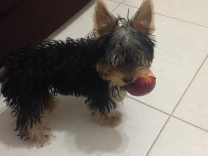 Cachorro raça Yorkshire idade 2 a 6 meses nome Jack