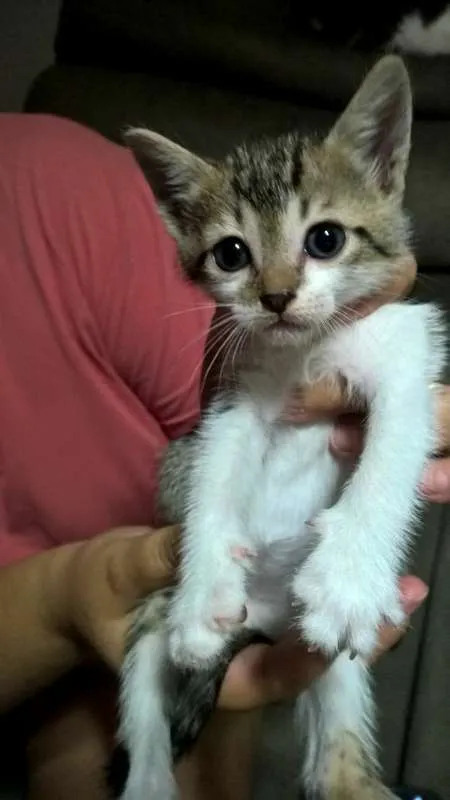 Gato ra a SRD idade Abaixo de 2 meses nome Scoobi
