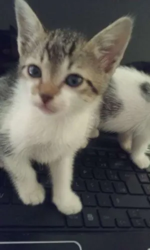 Gato raça SRD idade Abaixo de 2 meses nome Scoobi