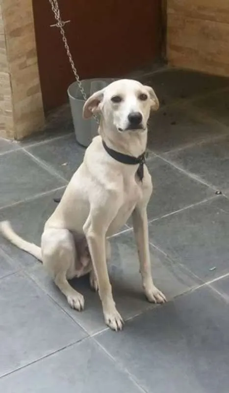 Cachorro ra a SRD idade 1 ano nome Pipoca