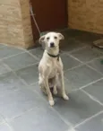 Pipoca